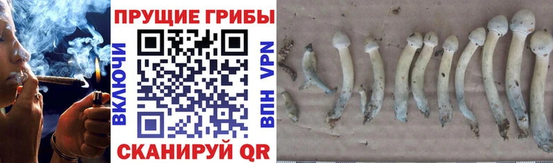 Псилоцибиновые грибы Psilocybe  Купить где  Полесск 